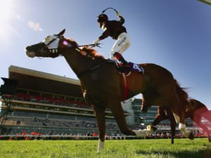 The King and the chaos - Noel Callow on still having a crack