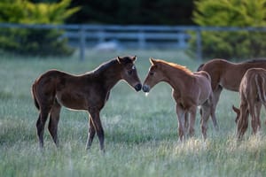 ‘Sole and absolute discretion' - one in six foals could be banned from racing under RA crackdown