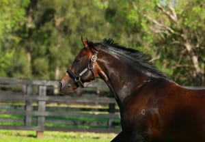 Run The Numbers – Fastnet Rock hunts a rare double
