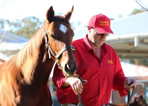 Trading places - Tamac’s Mark Taylor prepares for life after the farm