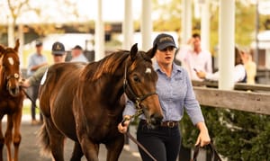 Pardi time as ‘sophisticated investors’ pounce on top-priced foal