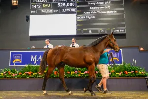 Fine margins - How pinhookers fared at the 2025 Australasian yearling sales