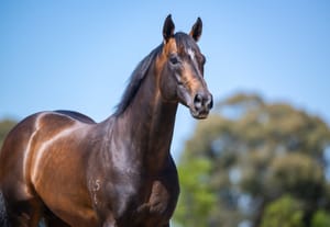 Working overtime – The Australian-based stallions covering to northern hemisphere time
