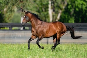 ‘Everyone seems to have benefited from his existence’ - Messara pays tribute to Arrowfield’s champion sire Snitzel