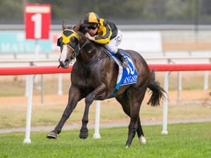 Snitzel’s five of the best – the Arrowfield legend’s elite racetrack progeny