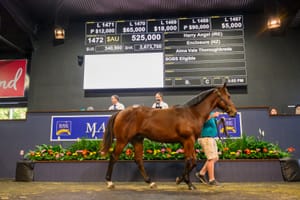 Straight Shorts - Tuesday June 3 - Dream pinhook result at MM, PointsBet in trading halt, Philia favourite for Qld Oaks, second winner for Peltzer