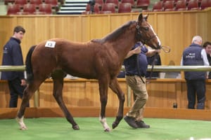 Straight Shorts - Thursday June 26 - Per Incanto colt tops NZ weanling sale, Everest slot for Mulberry Racing, Lane in WA Hall of Fame recognition, betting tax shortfall for ACT