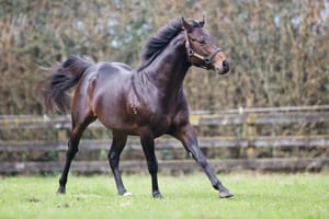 Rich Hill steps in as Challenge Stakes sponsor - NZ Group 1 to be known as Proisir Plate