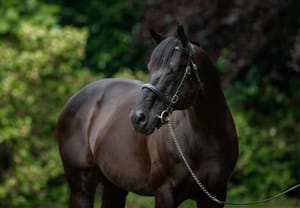 Coolmore quartet lands in Australia