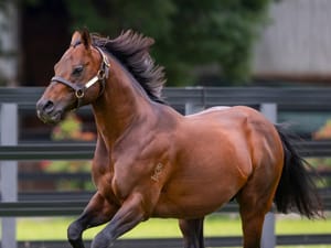 From a Meteor to a shooting Star - Widden gets its champion sire