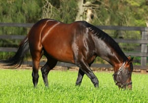 Fastnet’s Rock’s record HK season