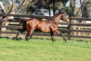 Run The Numbers – A High chance of sire success