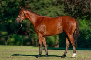 Sherrin steps in for Siyouni filly at Arqana