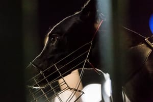 Comment – Tasmania's ‘line in the sand’ a brutal reminder of racing’s place in politics