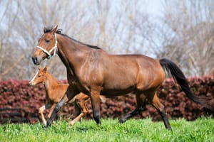 Gilgai Farm mourning the loss of Black Caviar’s sister and influential broodmare Naturale