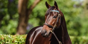 Last available Too Darn Hot nomination to be auctioned for charity