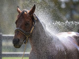 Final 2024/25 Australian Sires Tables