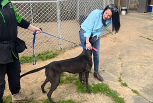 Dogs' days numbered - Tasmanian government to pull rug out from greyhound racing