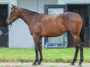 Aussie mares represented at Keeneland Yearling Sale