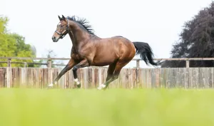 Taking Flight - Frankel’s largest southern hemisphere crop to date ready to make their mark