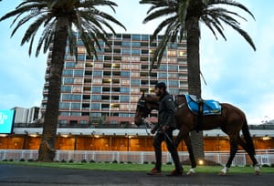 A genetic guide to the Guineas - why Autumn Boy can shine on a spring stage