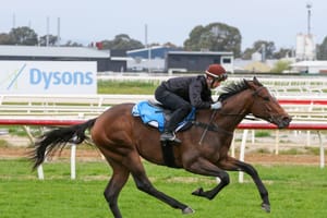 Ready to race and ready to sell: Rachini could create breeze-up history