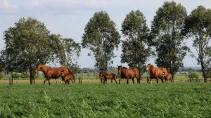 Ridgmont’s strategic shift - Cunninghams to sell farm but maintain racing and breeding investment