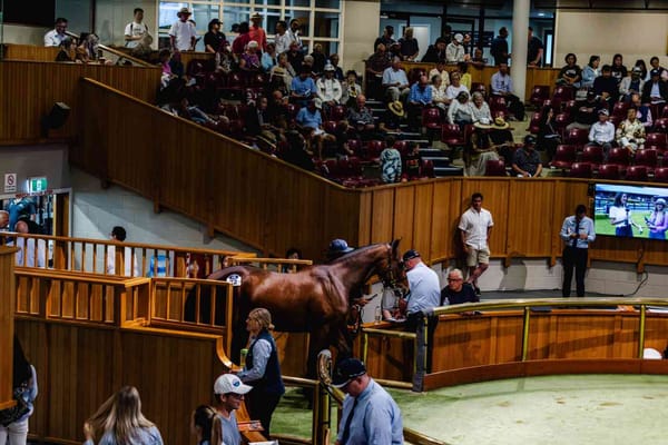 Pinhook Results - NZB Ready To Run Sale