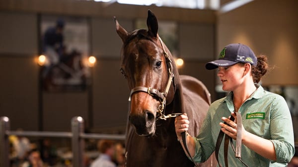 Run The Numbers – A yearling market with bounce
