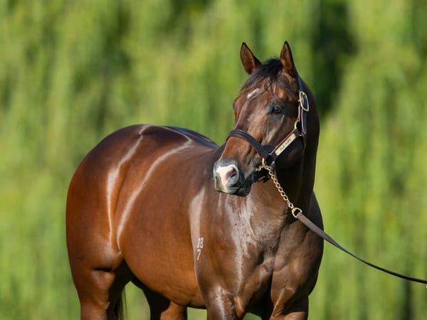 Straight Shorts - Friday May 23 - Ole Kirk share goes to auction, Isti's Magic moment, Storm Boy in Ireland debut, D'Argento fee unchanged, key racing staff appointments