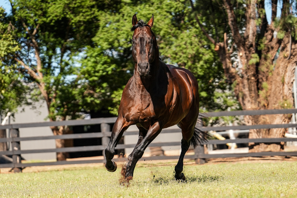 Run The Numbers - Sires of the decade