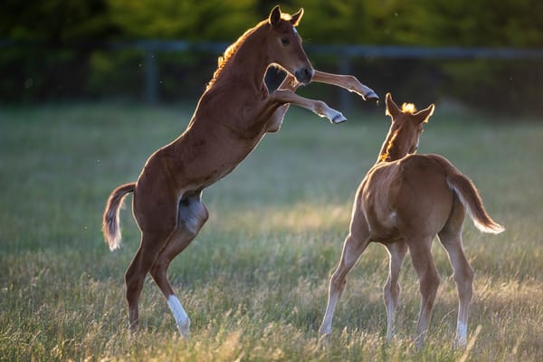 ‘Serious consequence for owners’ - Racing Australia persists with foal compliance crackdown