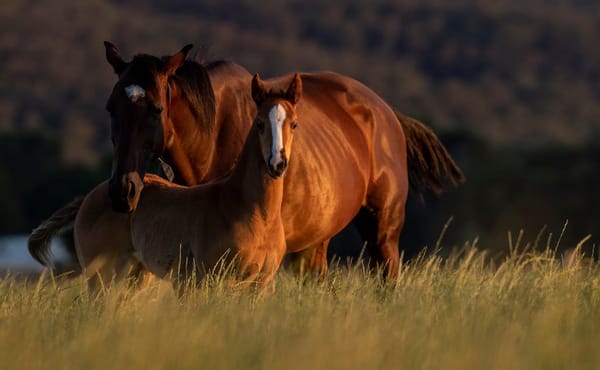 'Horses’ welfare at risk' - TBA fires back at regulator over foal declarations