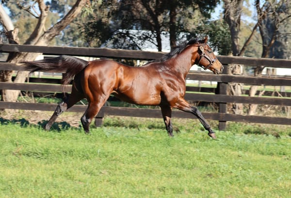 Run The Numbers – A High chance of sire success