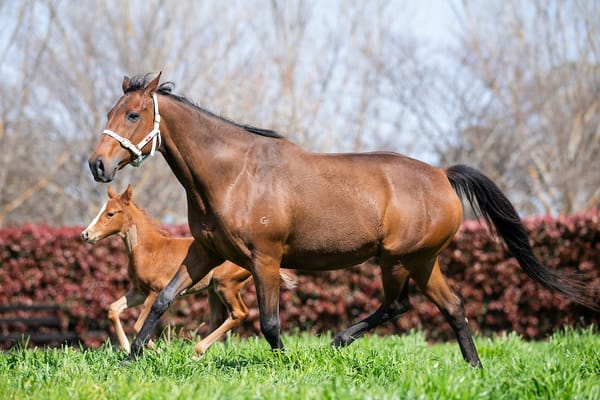 Gilgai Farm mourning the loss of Black Caviar’s sister and influential broodmare Naturale