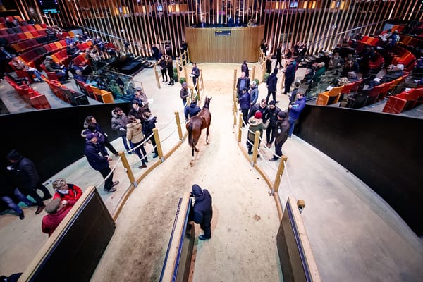 Arqana connection keeps bringing Sandblom back