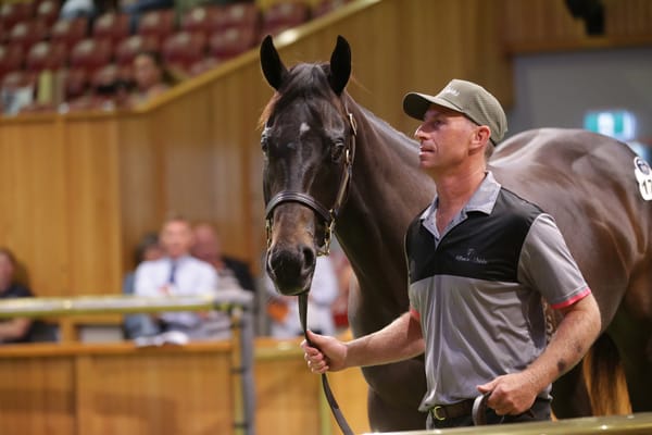 Karaka demand - Huge uptick in numbers for NZB’s Ready to Run Sale