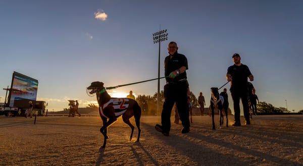 Follow the money: Why greyhound advocates want Kiwi and Tassie punters banned from betting on the dogs