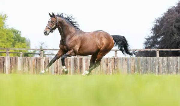Taking Flight - Frankel’s largest southern hemisphere crop to date ready to make their mark