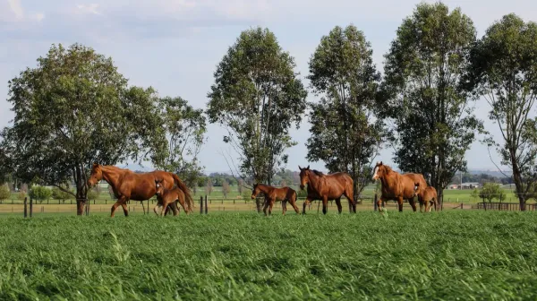 Ridgmont’s strategic shift - Cunninghams to sell farm but maintain racing and breeding investment